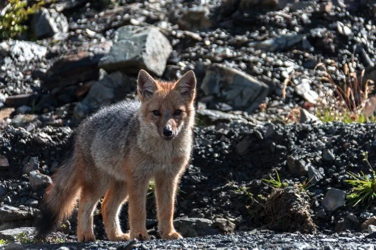 A Patagonian fox spotted in Tierra del Fuego, Chile. 