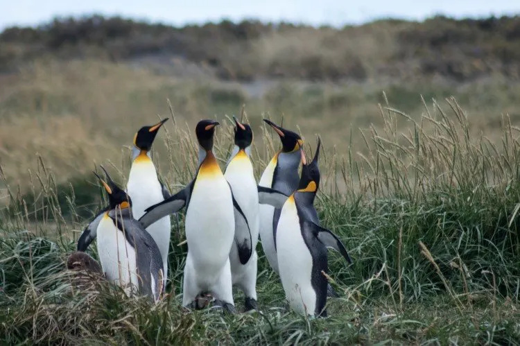King penguins at Bahia Inutil on Tierra del Fuego in Patagonia. 