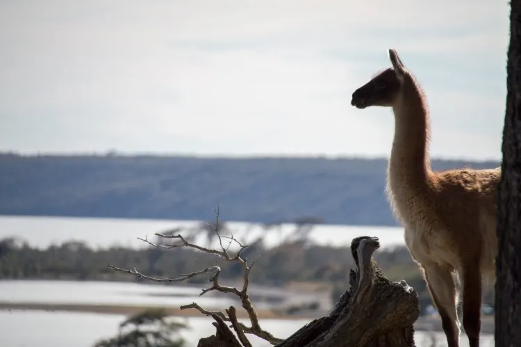 Guanaco, a common sight in Chilean Tierra del Fuego. 