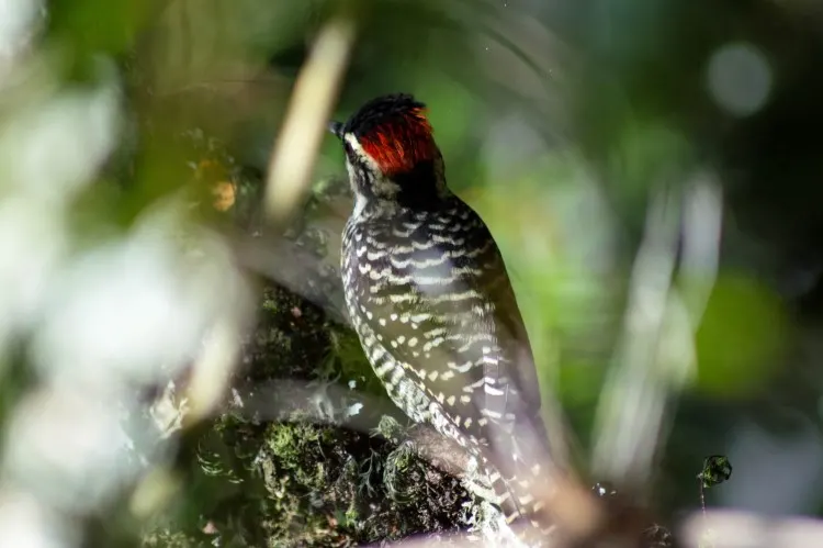 A Magellanic woodpecker spotted in Patagonia. 