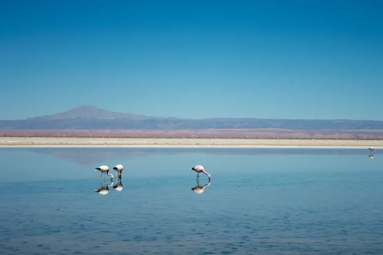 Flamingoes in the Laguna Chaxa