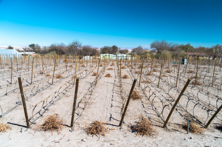 Chilean Vineyards in the Atacama desert
