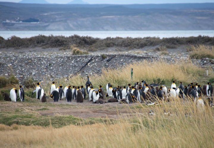 The King penguin of Bahia Inutil, an unmissable stop on your two-week Patagonia itinerary