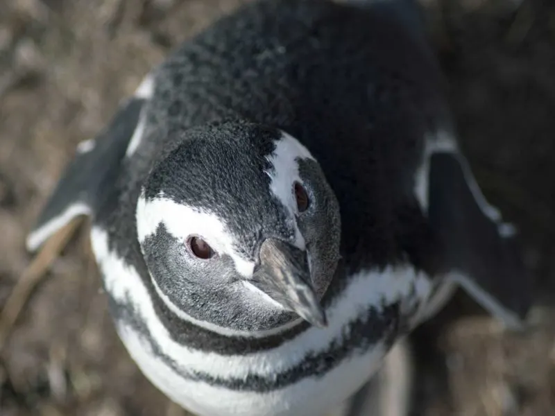 A Magellanic penguin looks at the camera in Argentine Patagonia