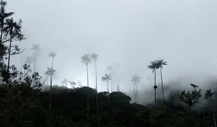 Wax palms in Los Nevados National Park Colombia
