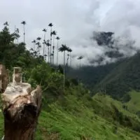 Views of wax palms in Parque Nacional Los Nevados Colombia
