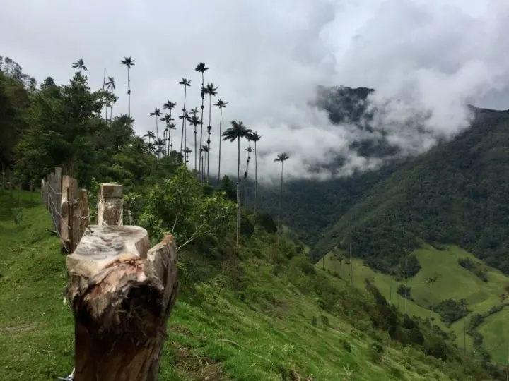 Views of wax palms in Parque Nacional Los Nevados Colombia