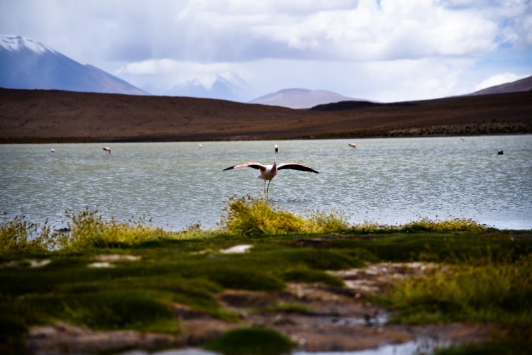 Flamingo on lake near the Bolivian salt flats. 