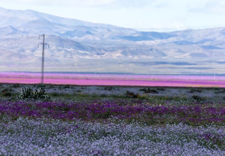 The "desierto florido" or "flowering desert" phenoenon in Parque Nacional Llanos de Challe:, Chile. 
