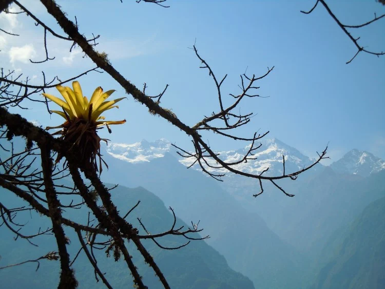 A bromeliad growing off a tree along the Choquequirao trek, Peru. 