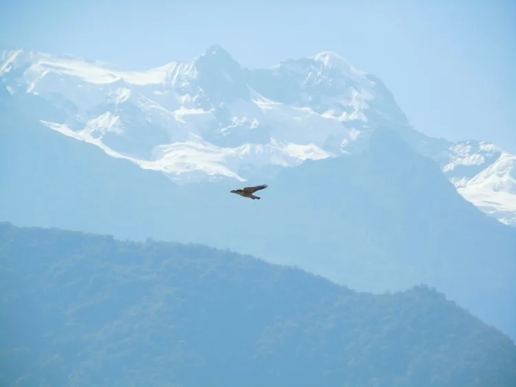 A condor in flight, somewhere along the Choquequirao trail in Peru. 