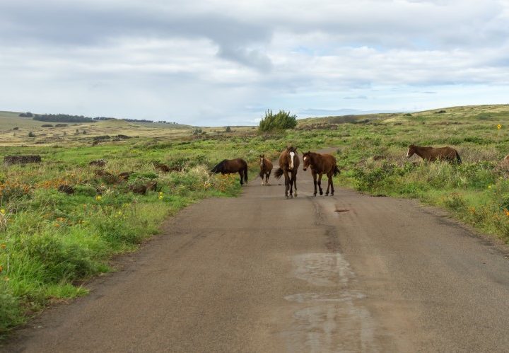 Horses on the road towards Ahu Tongariki on a visit to Easter Island, Chile