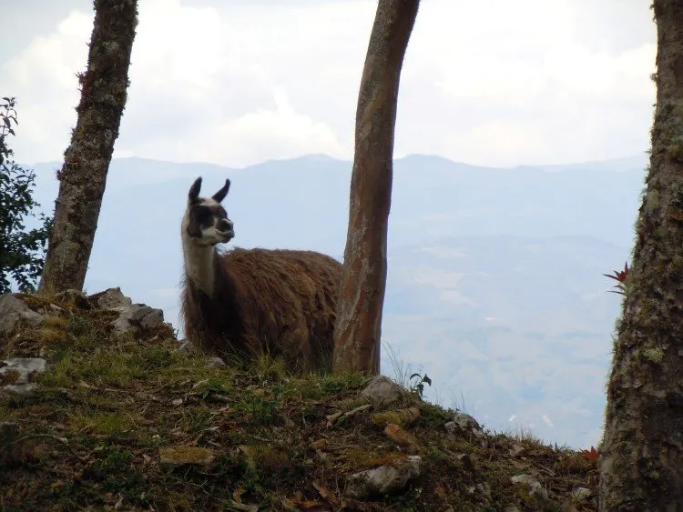 A llama in the ruins of the stone citadel of Kuelap near Chachapoyas Peru