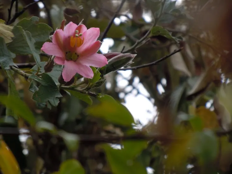 A bromeliad grows on a tree branch in Kuelap near Chachapoyas Peru