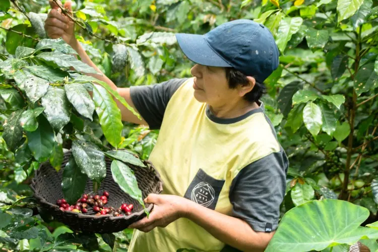 A coffee grower in the Rodriguez de Mendoza region near Chachapoyas Peru