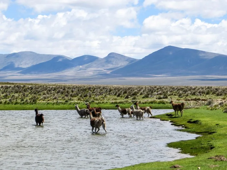 Alpacas in a lake in Bolivia near Tarija