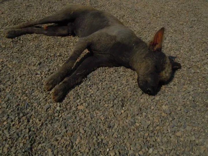 A hairless dog lies on the beach in Huanchaco, Peru
