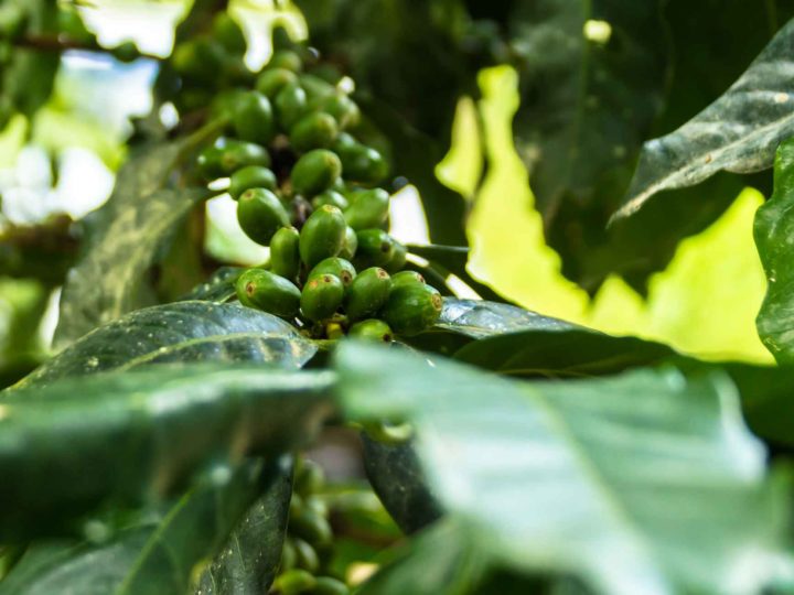 Coffee beans in San Pedro de Mendoza, a small town in the Amazonas region and an interesting place to include when planning a trip to Peru