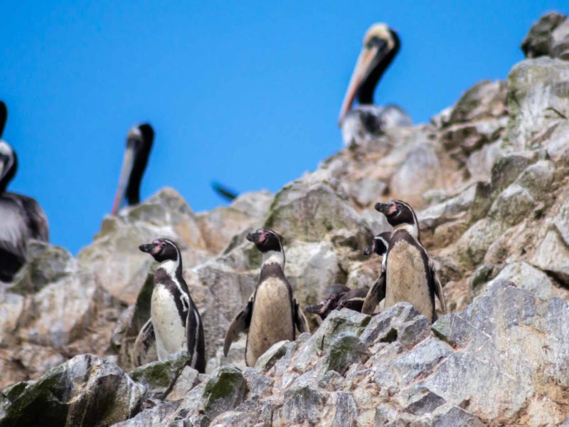 A group of Humboldt penguins on the rocky Islas Ballestas, an unmissable place to visit in Peru