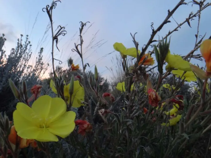 Yellow and red wildflowers in the grassy plains surrounding the town of El Calafate in Argentine Patagonia