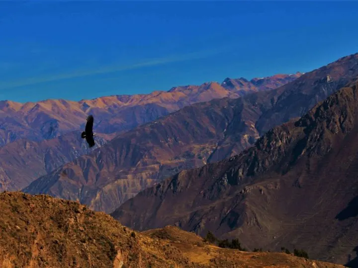 An Andean condor soars over the arid cliffs of Colca Canyon under a bright blue Peruvian sky. One of the best hikes to see condors in South America.
