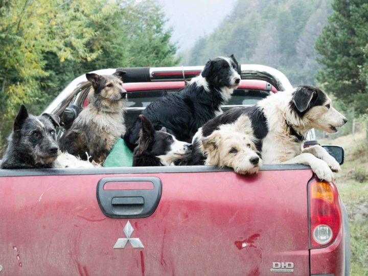 Six dogs in the back of a truck in Futaleufu