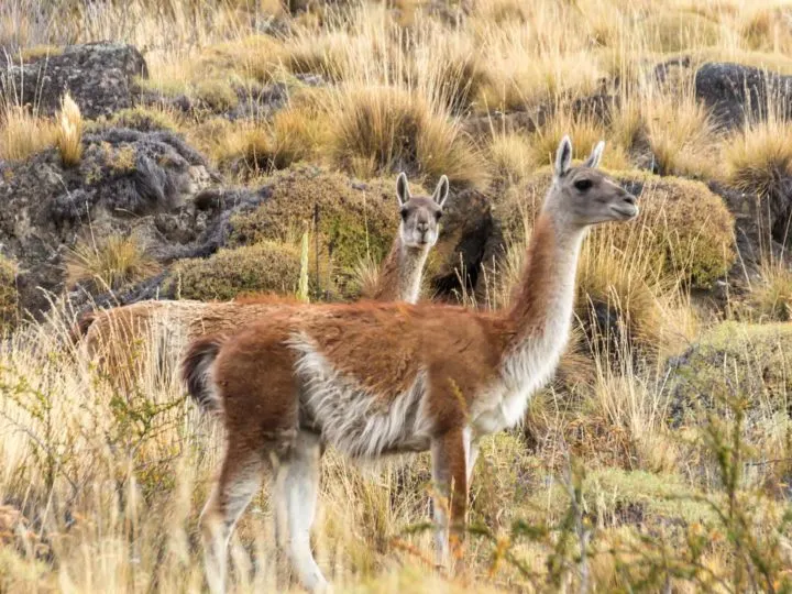 Guanaco in the grasslands in Patagonia National Park, along the Carretera Austral