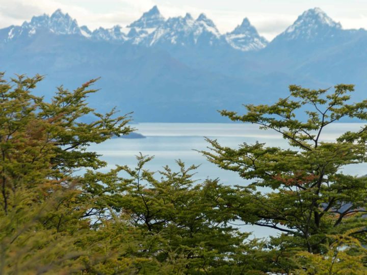 A view of Lago General Carrera through trees, taken along Patagonia's Carretera Austral