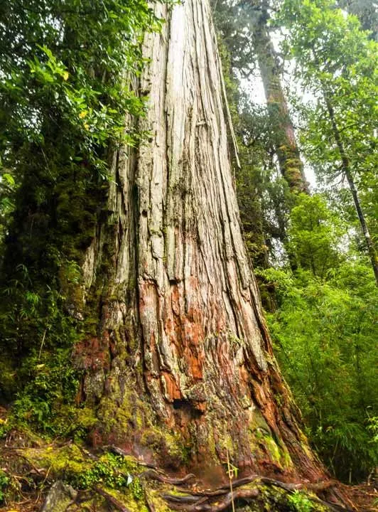 An alerce tree in Pumalin National Park along Chile's Carretera Austral