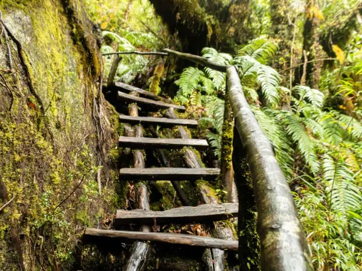 A wet wooden ladder on a hike in Pumalin National Park along Chile's Carretera Austral
