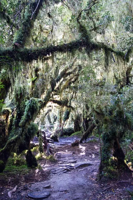 Dense temperate rainforest in Queulat National Park near Puyuhuapi along the Carretera Austral
