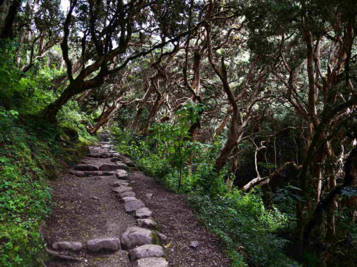 A well-marked section of Inca Trail passes through a cloud forest.