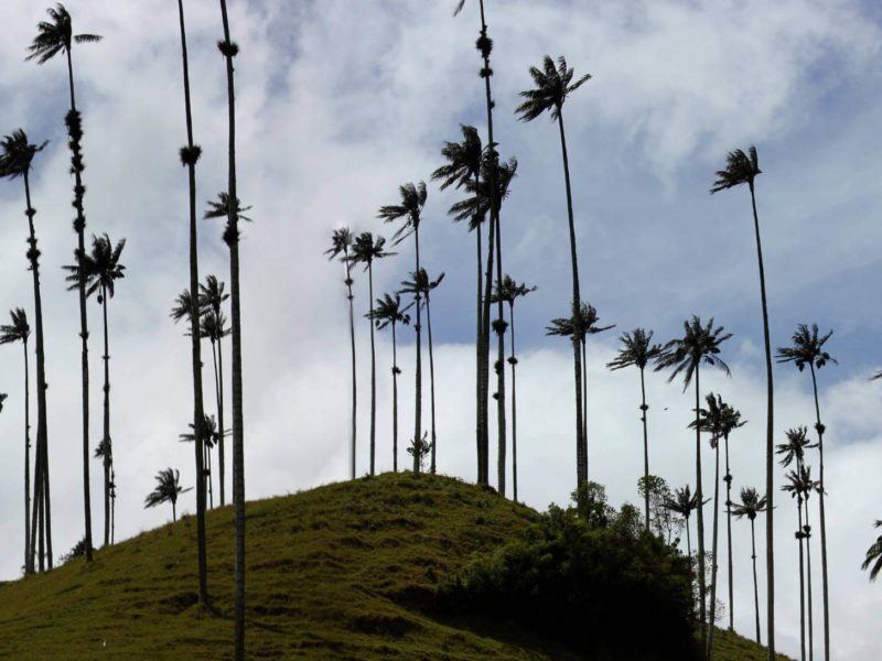 The soaring Palms of the Valle de Cocora, seen on South America Backpacking Routes