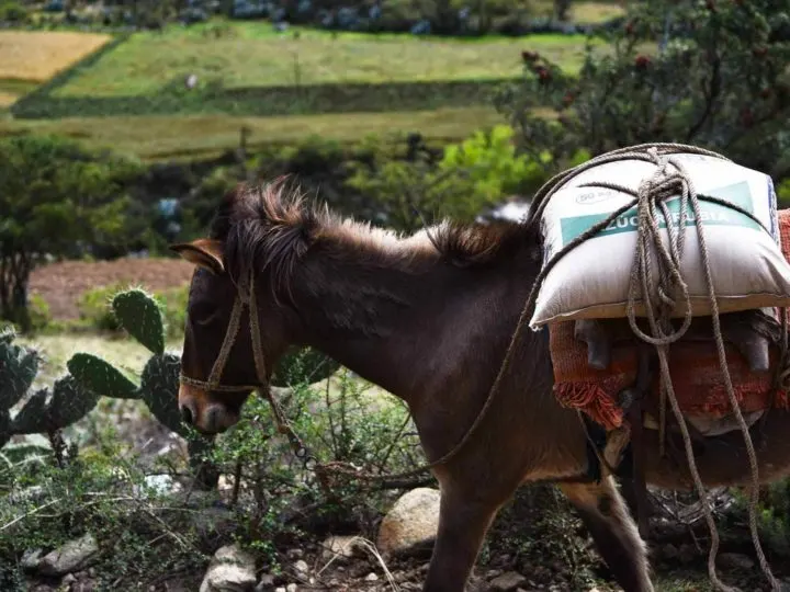 A friendly pack mule walking along the Inca Trail