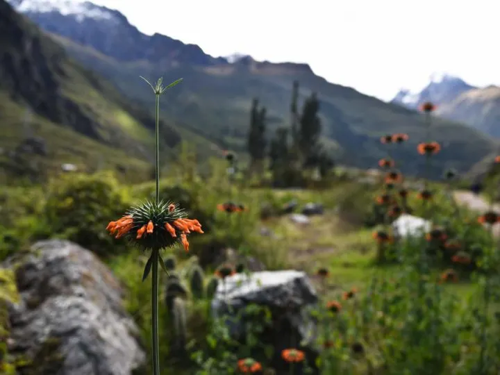 Flowers along the Inca trail