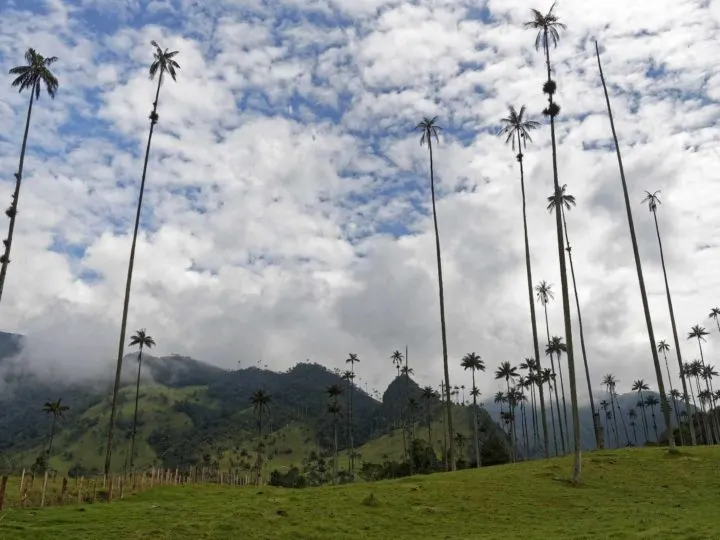 In Cocora Valley, the tallest palm trees in the world.