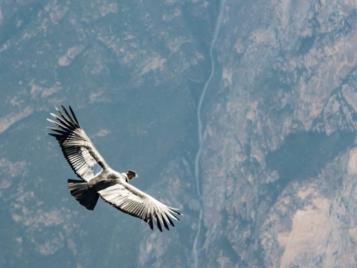 A soaring Andean Condor.