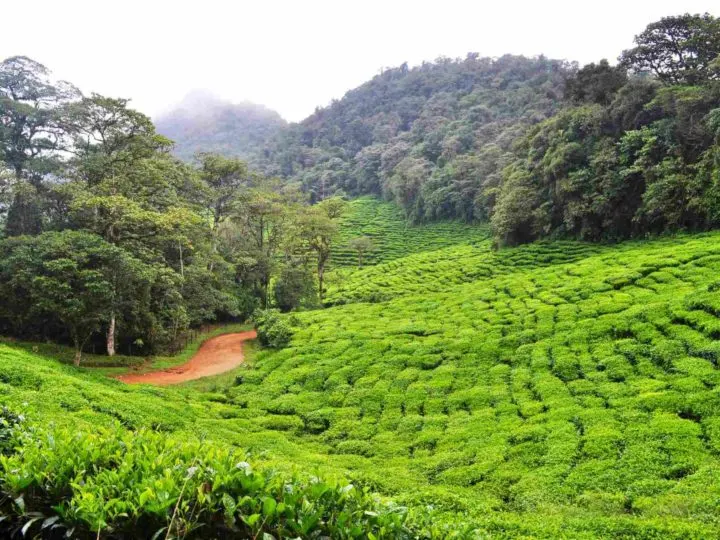 Colombian tea planted in the Rainforest.