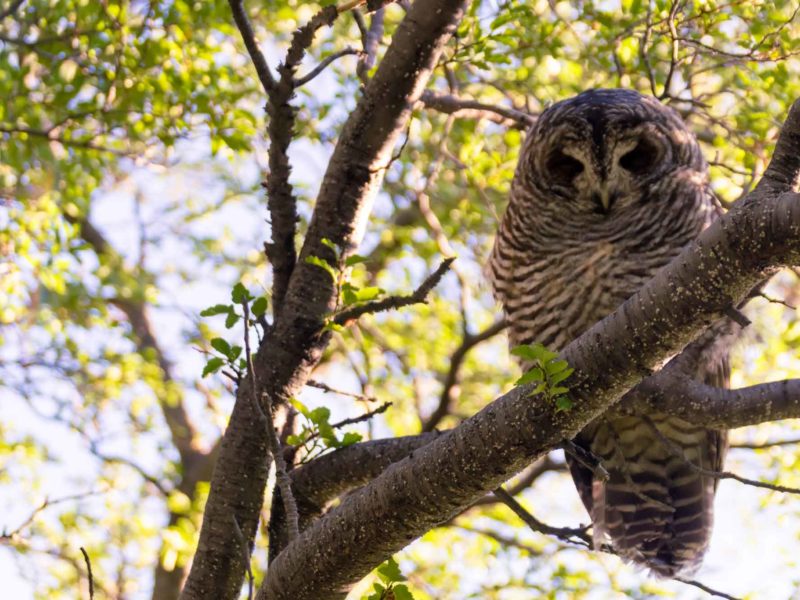 A chaco owl on a tree branch, pictured while hiking the O Circuit in Torres del Paine National Park, Patagonia