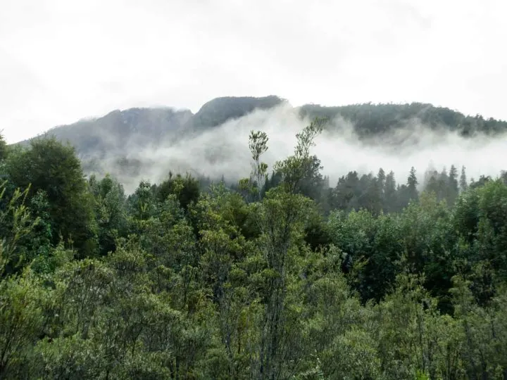 The mist rises over Parque Nacional Pumalin, reached by driving along the Carretera Austral in Patagonia