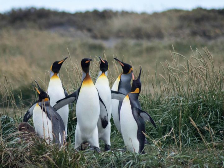 King Penguins can seem a little out of place in the grassy fields of Tierra del Fuego National Park