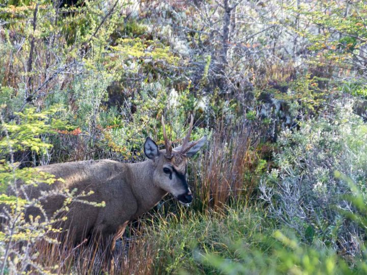 When driving in Patagonia, keep an eye out for the endangered Huemul deer.