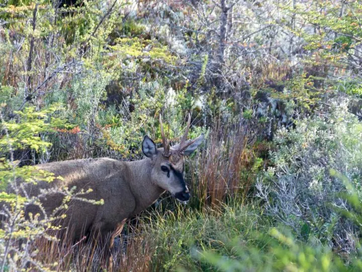 When driving in Patagonia, keep an eye out for the endangered Huemul deer.