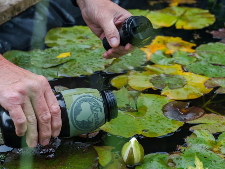 Someone uses a Water-to-Go travel water filter to scoop water from a pond filled with waterlillies