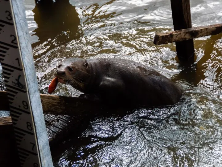 An otter with a fish in its mouth at Karanambu Lodge Guyana