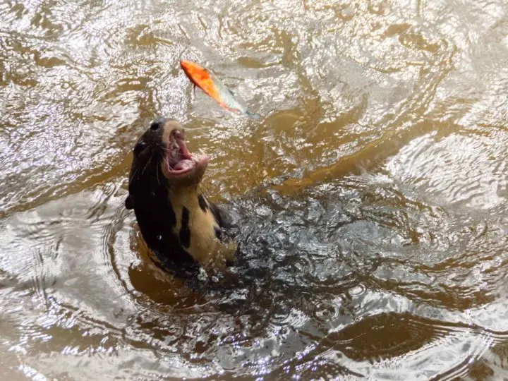 An otter throws up a fish in the water of the Rupununi River in southern Guyana, South America