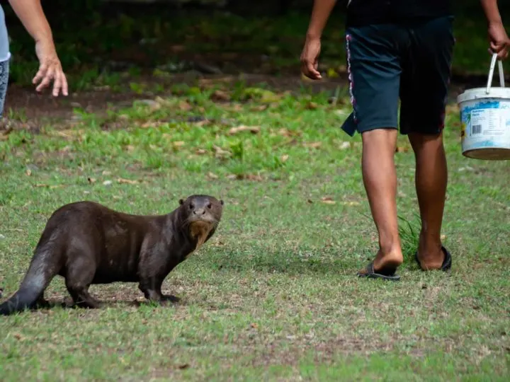 An otter looks at the camera in Karanambu Lodge in Guyana