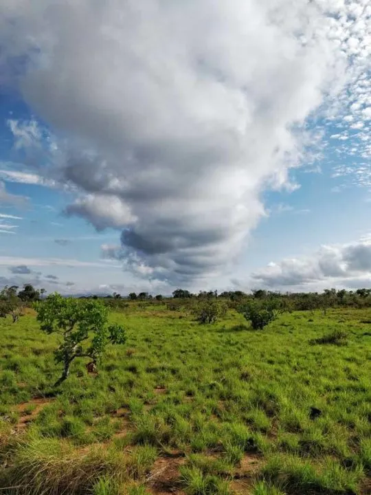 Grasslands in the Rupununi in Guyana, South America