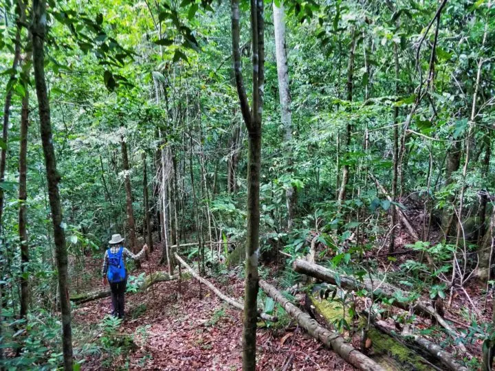 A person walking through the rainforest in Guyana, South America