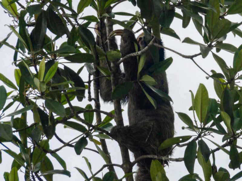 A sloth climbs up a tree in Guyana, South America